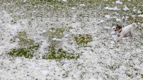 一地鸡毛图片唯美,绘尽人间烟火