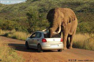 八卦大象,探寻古老智慧与现代生活的交融